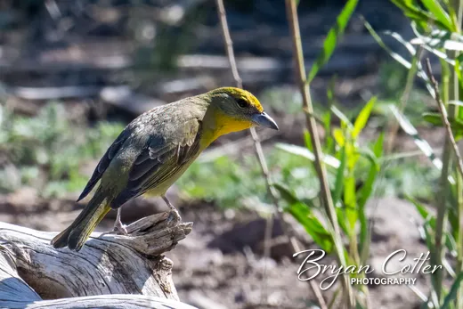 Hepatic Tanager