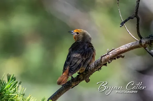 Hepatic Tanager photographed in the Guadalupe Mountains region of Texas by Bryan Cotter