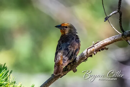 Hepatic Tanager