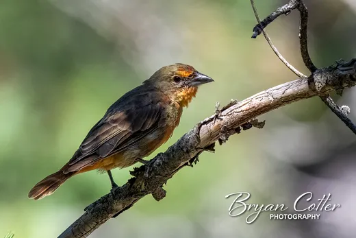 Hepatic Tanager