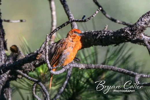 Hepatic Tanager