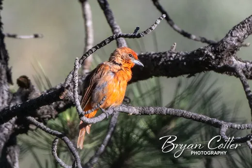 Hepatic Tanager