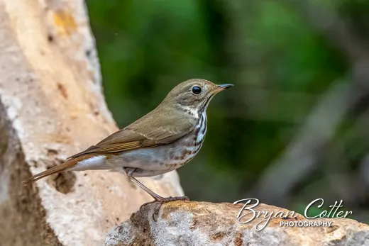 Hermit Thrush