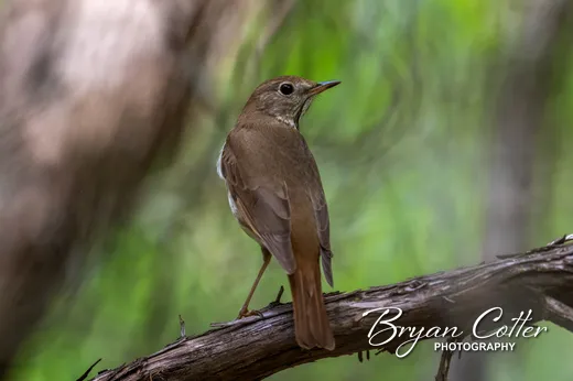 Hermit Thrush
