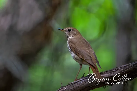 Hermit Thrush