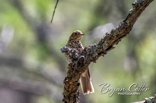 Hermit Thrush photographed in the Guadalupe Mountains region of Texas by Bryan Cotter