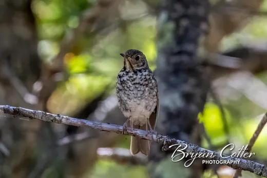 Hermit Thrush