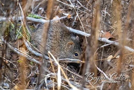 Hispid Cotton Rat