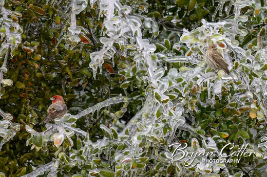 House Finch