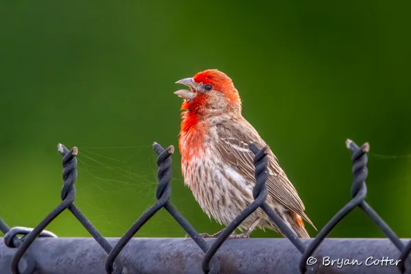 House Finch