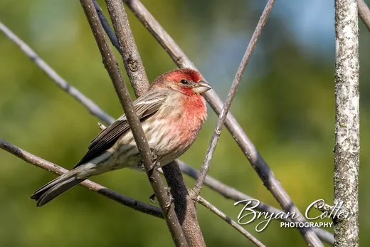 House Finch
