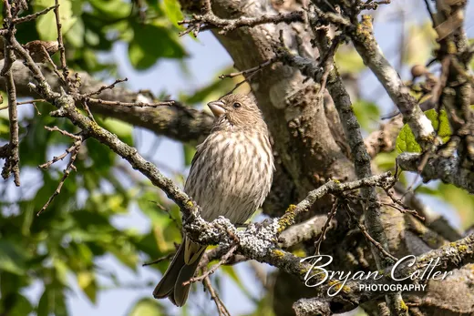 House Finch