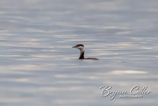 Horned Grebe photographed in Texas by Bryan Cotter