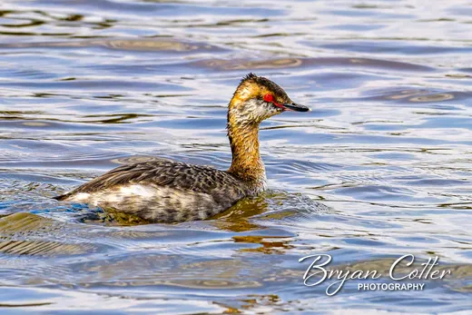 Horned Grebe