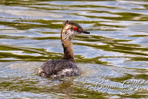 Horned Grebe