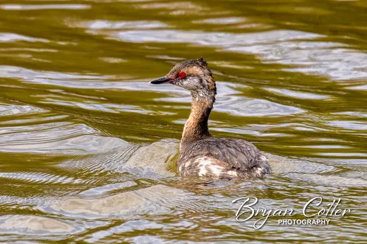 Horned Grebe