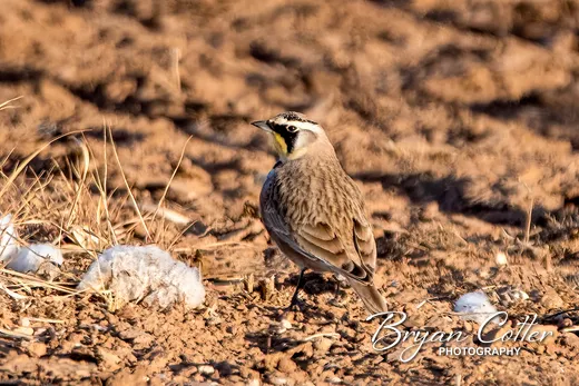 Horned Lark