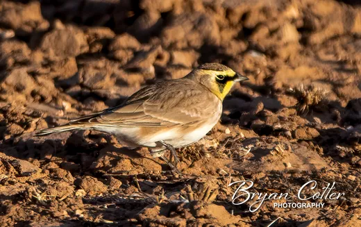 Horned Lark