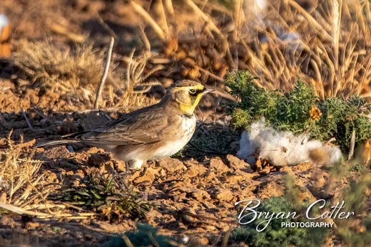 Horned Lark