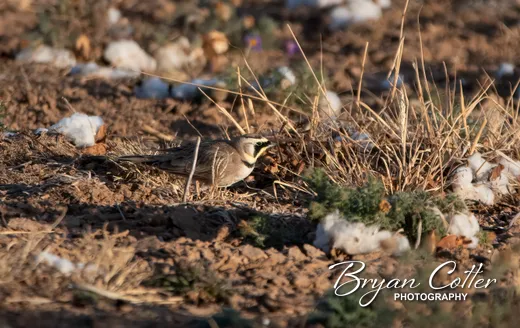 Horned Lark