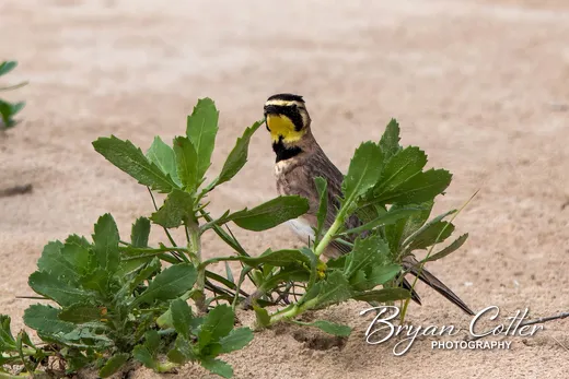 Horned Lark