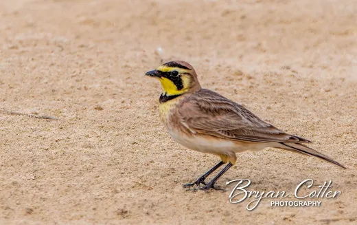 Horned Lark