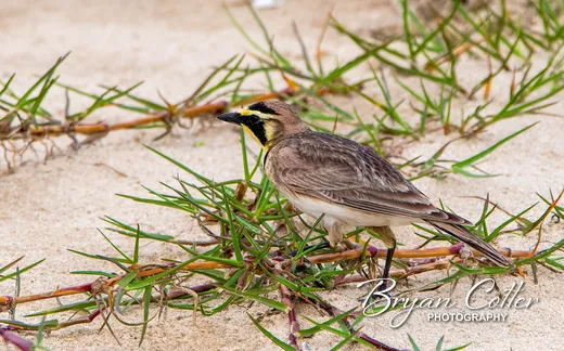 Horned Lark
