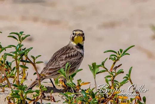 Horned Lark