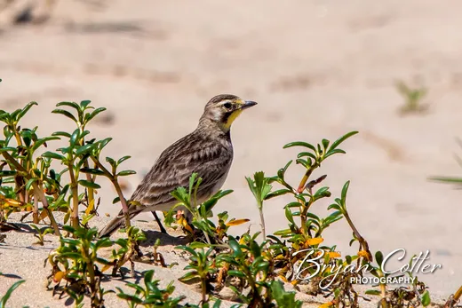 Horned Lark