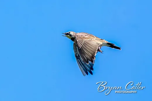Horned Lark