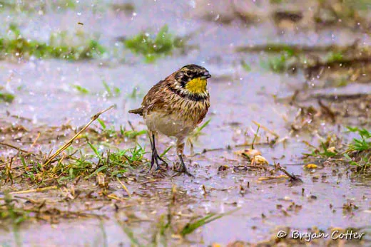 Horned Lark