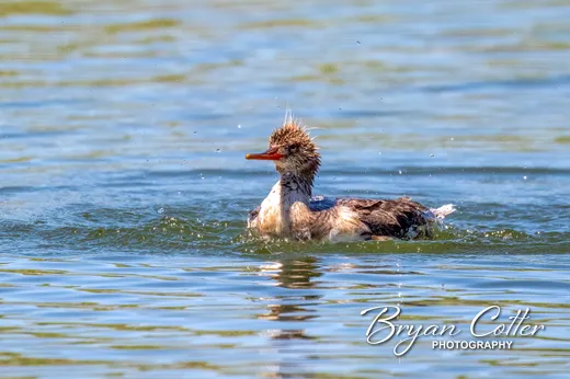 Hooded Merganser