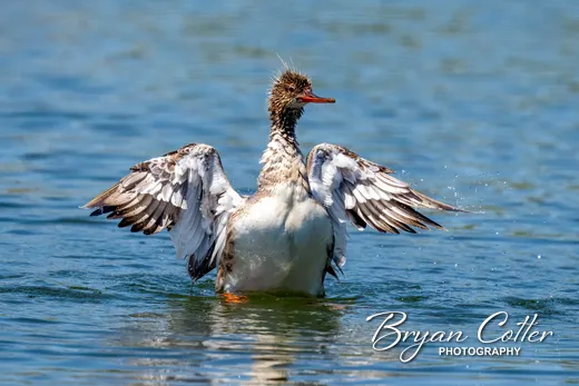 Hooded Merganser