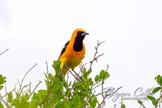 Hooded Oriole photographed in the Rio Grande Valley region of Texas by Bryan Cotter