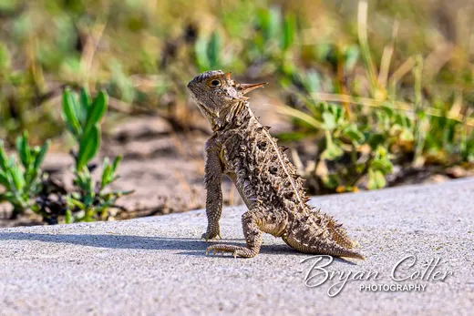 Texas Horned Lizard