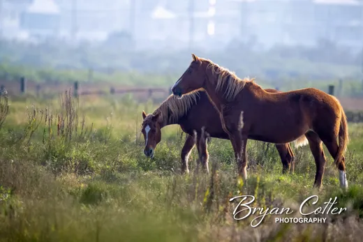 Horses
