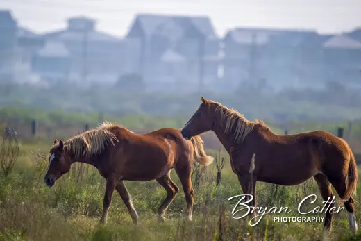 Horses