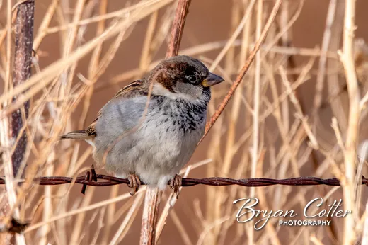 House Sparrow
