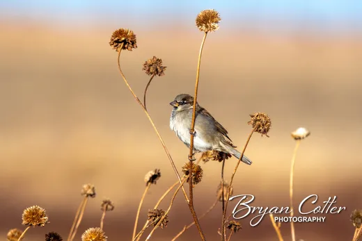 House Sparrow