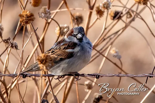 House Sparrow