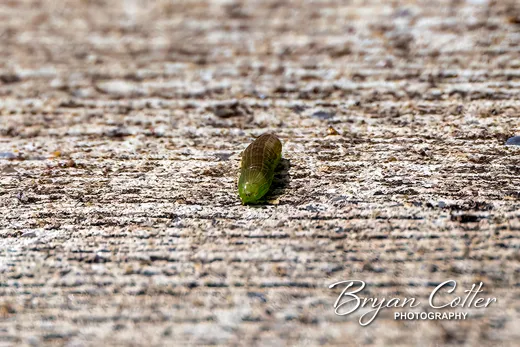 Hoverfly Larva