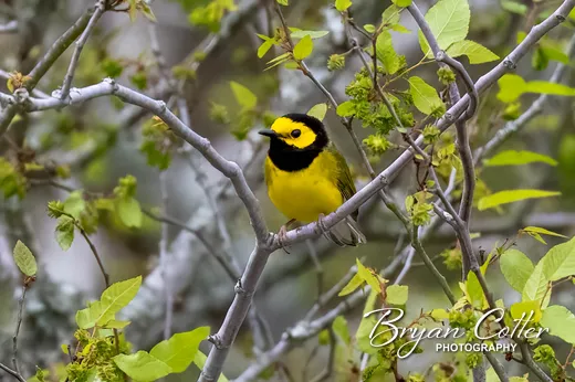 Hooded Warbler