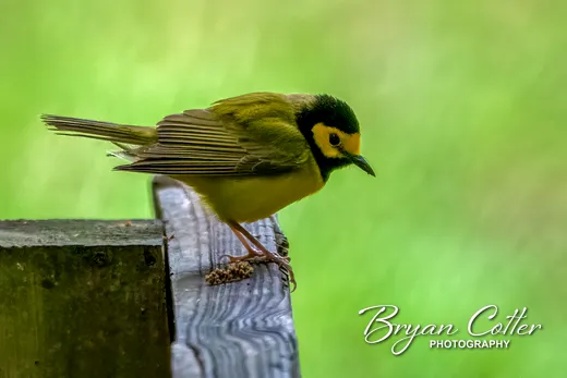 Hooded Warbler photographed in Texas by Bryan Cotter