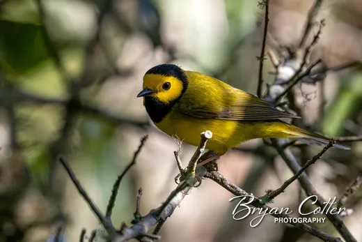 Hooded Warbler