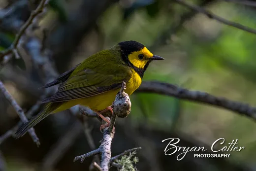 Hooded Warbler
