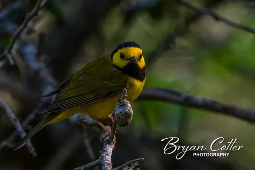 Hooded Warbler