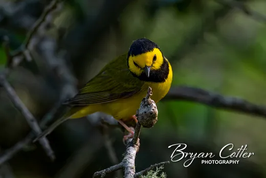 Hooded Warbler