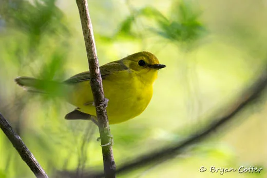 Hooded Warbler