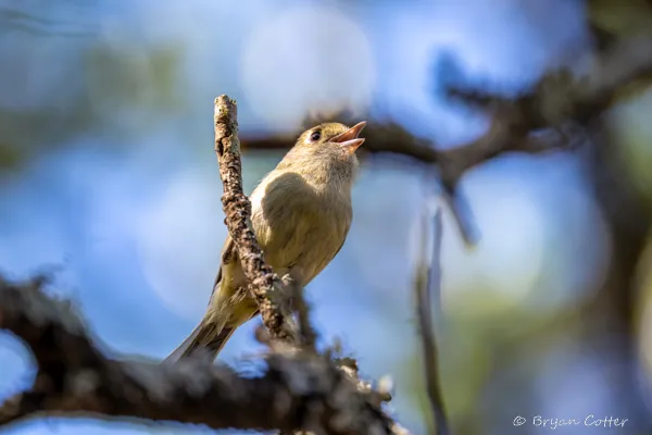 Hutton's Vireo