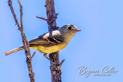 Hutton's Vireo